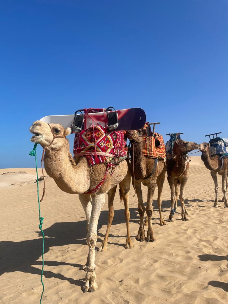 AGADIR CAMEL RIDE